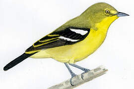 Common Iora