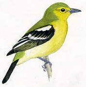 Common Iora