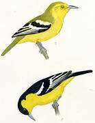 Common Iora