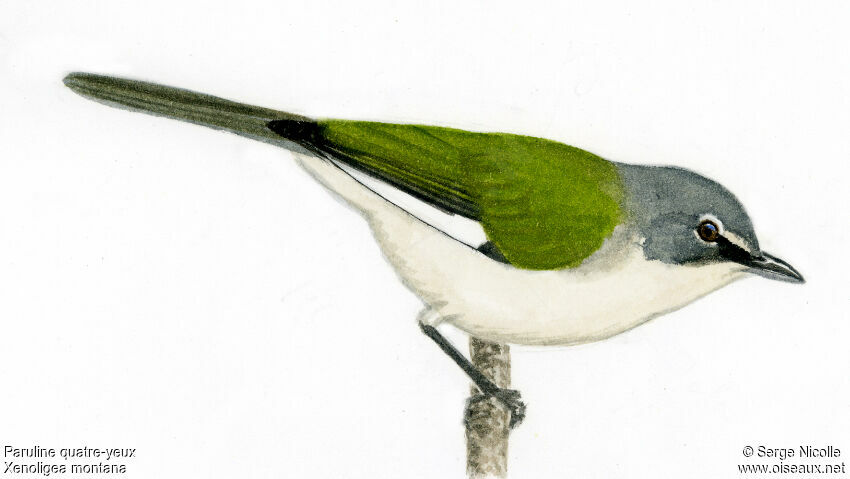 Petit Quatre-yeux identification