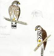 Broad-winged Hawk