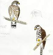 Broad-winged Hawk