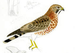 Broad-winged Hawk