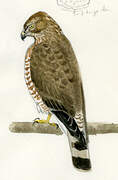 Broad-winged Hawk