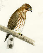 Broad-winged Hawk