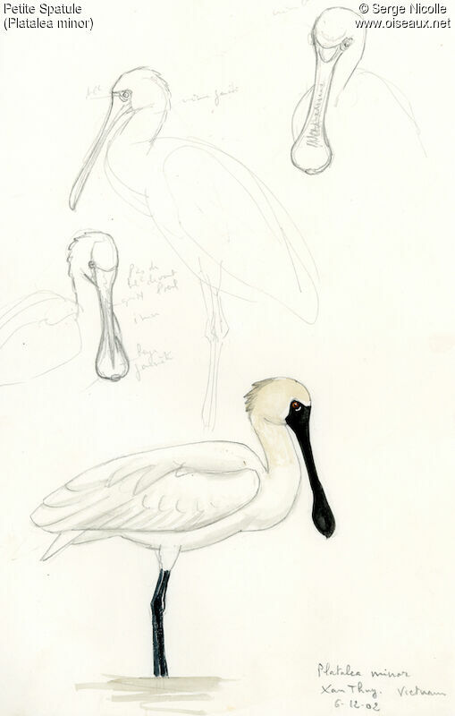 Black-faced Spoonbill, identification