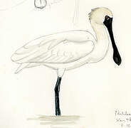 Black-faced Spoonbill