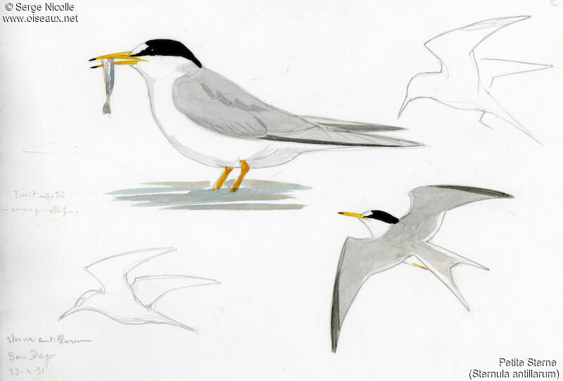 Least Tern, identification