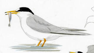 Least Tern