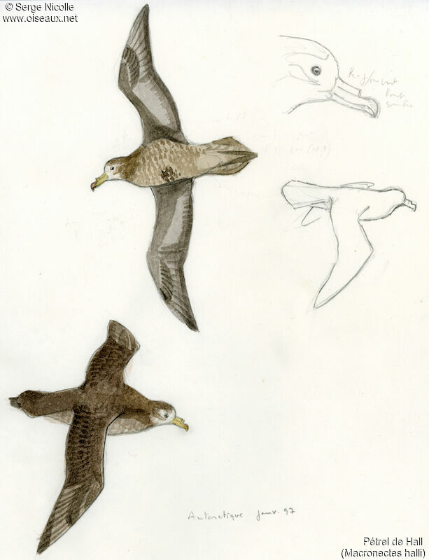 Northern Giant Petrel, identification