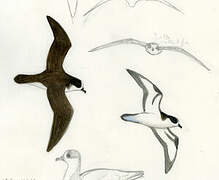 Galapagos Petrel