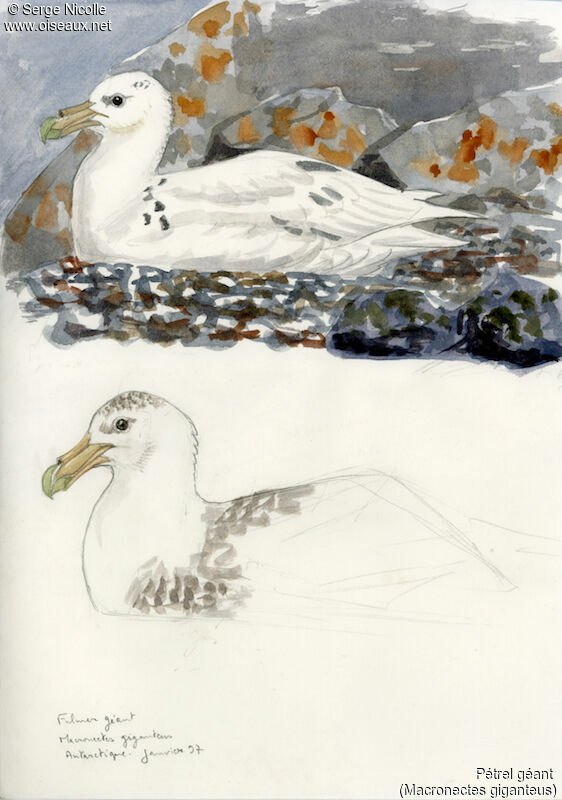 Southern Giant Petrel, identification