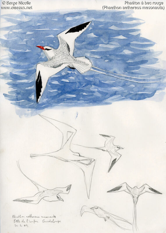 Red-billed Tropicbird, identification