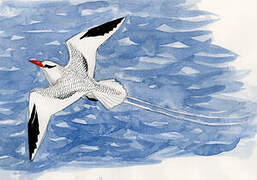 Red-billed Tropicbird