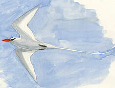 Red-billed Tropicbird