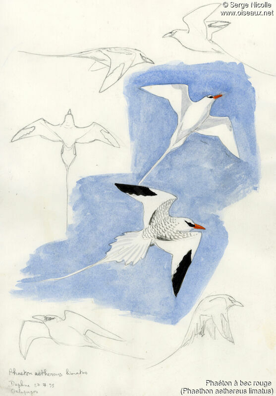Red-billed Tropicbird, identification