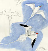 Red-billed Tropicbird