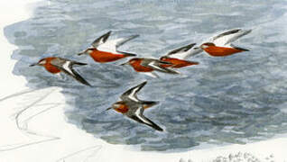 Red Phalarope