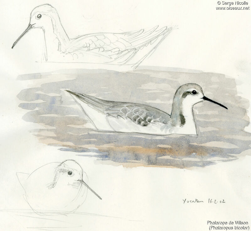 Phalarope de Wilson, identification