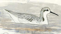 Phalarope de Wilson