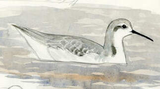 Phalarope de Wilson