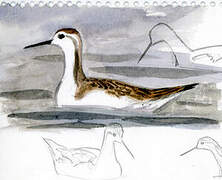 Phalarope de Wilson