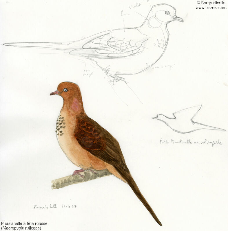 Little Cuckoo-Dove, identification