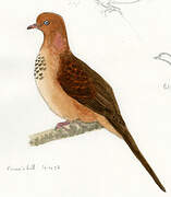 Little Cuckoo-Dove