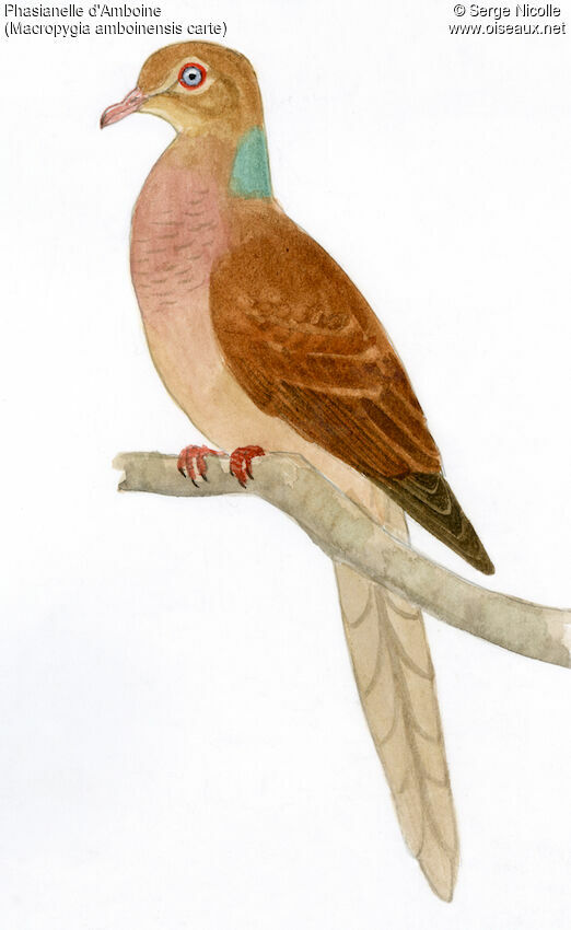 Amboyna Cuckoo-Dove, identification