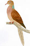 Amboyna Cuckoo-Dove