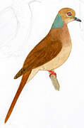 Amboyna Cuckoo-Dove