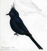 Phainopepla