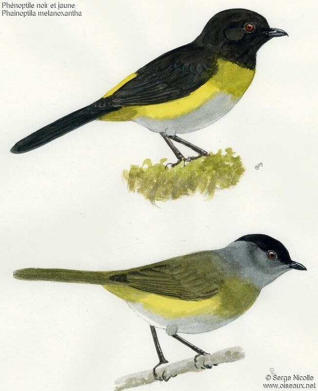 Black-and-yellow Phainoptila , identification