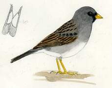 Band-tailed Sierra Finch