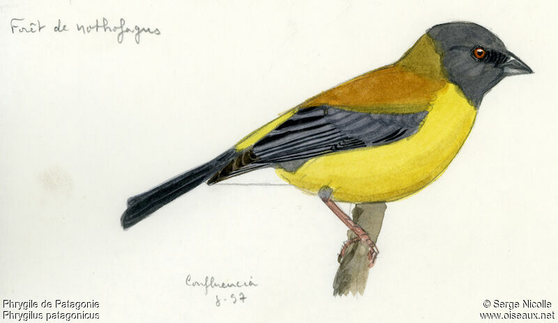 Patagonian Sierra Finch, identification
