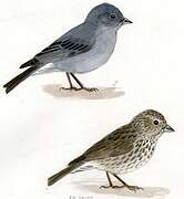 Plumbeous Sierra Finch