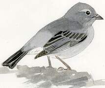 Plumbeous Sierra Finch