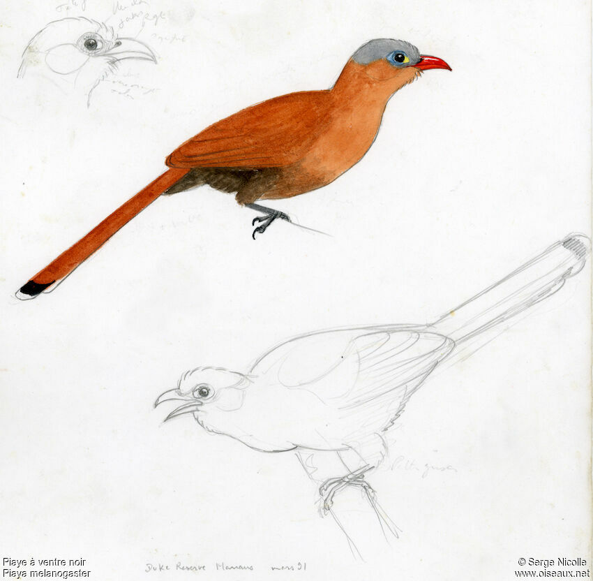 Black-bellied Cuckoo, identification