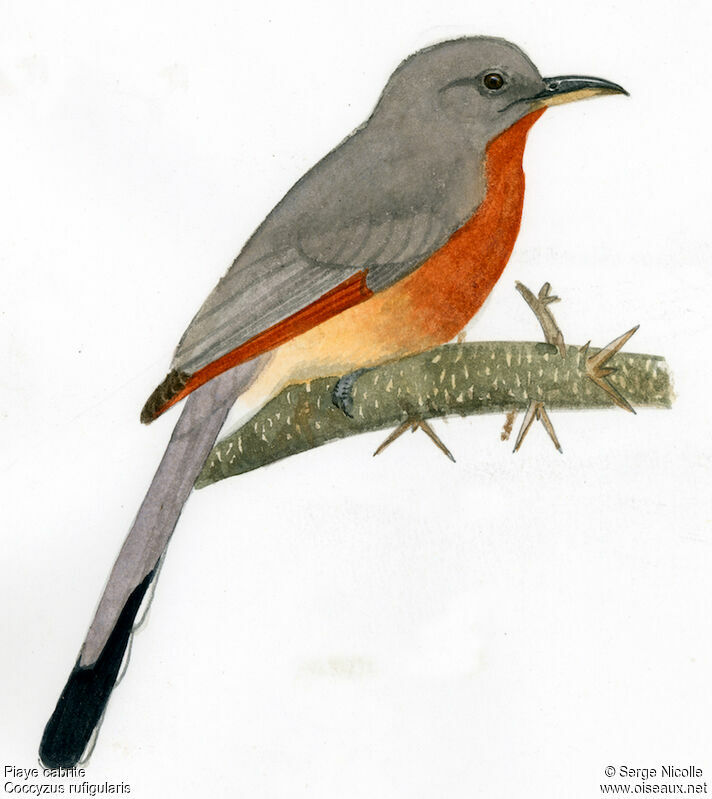 Bay-breasted Cuckoo, identification