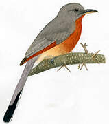 Bay-breasted Cuckoo