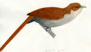 Squirrel Cuckoo