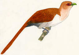 Squirrel Cuckoo