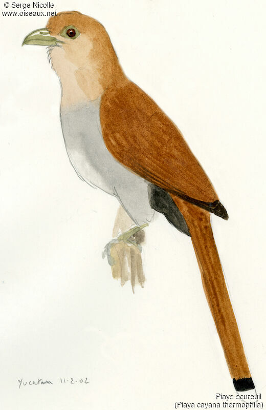 Squirrel Cuckoo, identification