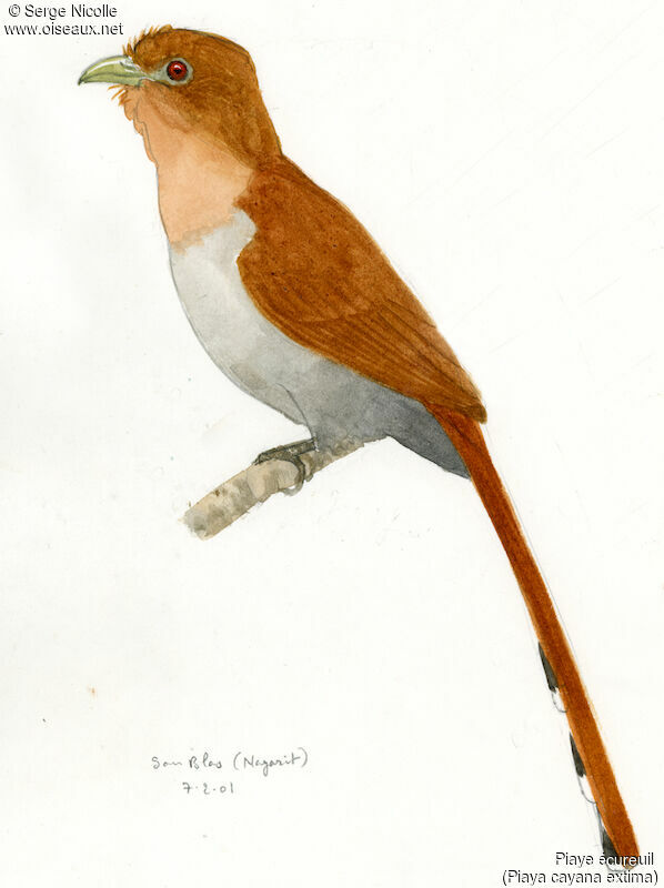 Squirrel Cuckoo, identification