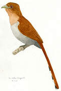 Squirrel Cuckoo