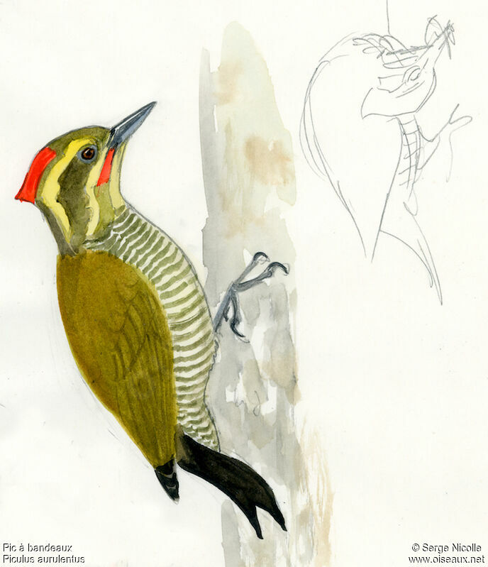 Yellow-browed Woodpecker female