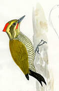 Yellow-browed Woodpecker