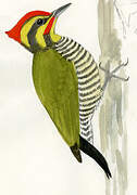 Yellow-browed Woodpecker