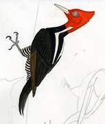 Pale-billed Woodpecker