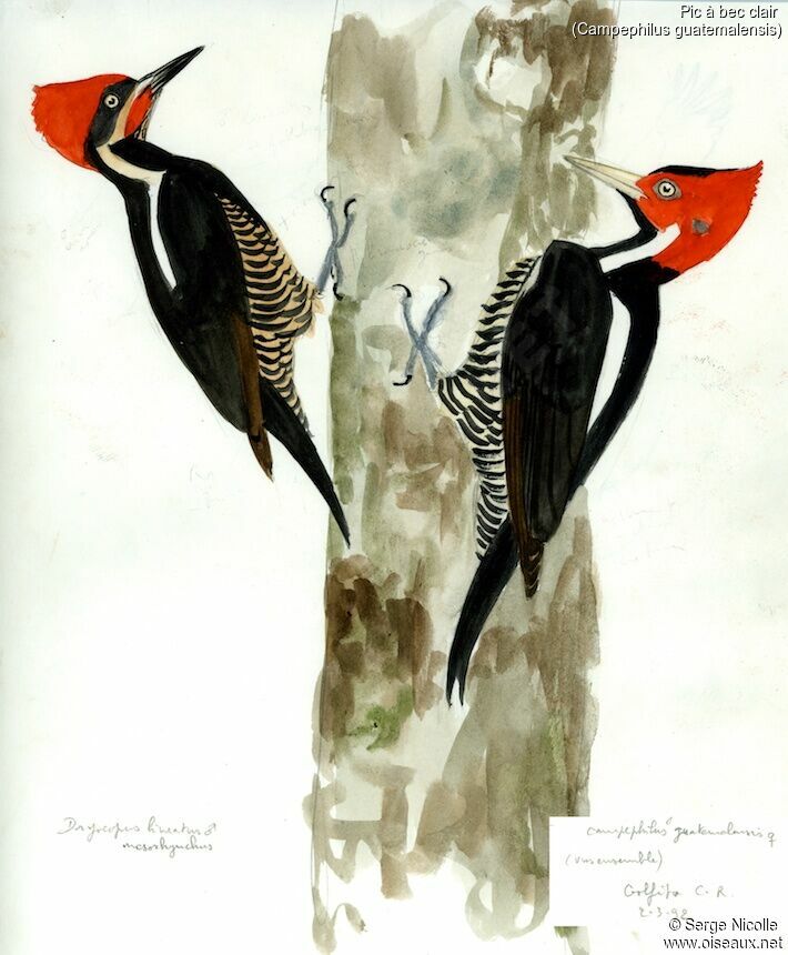 Pale-billed Woodpecker, identification